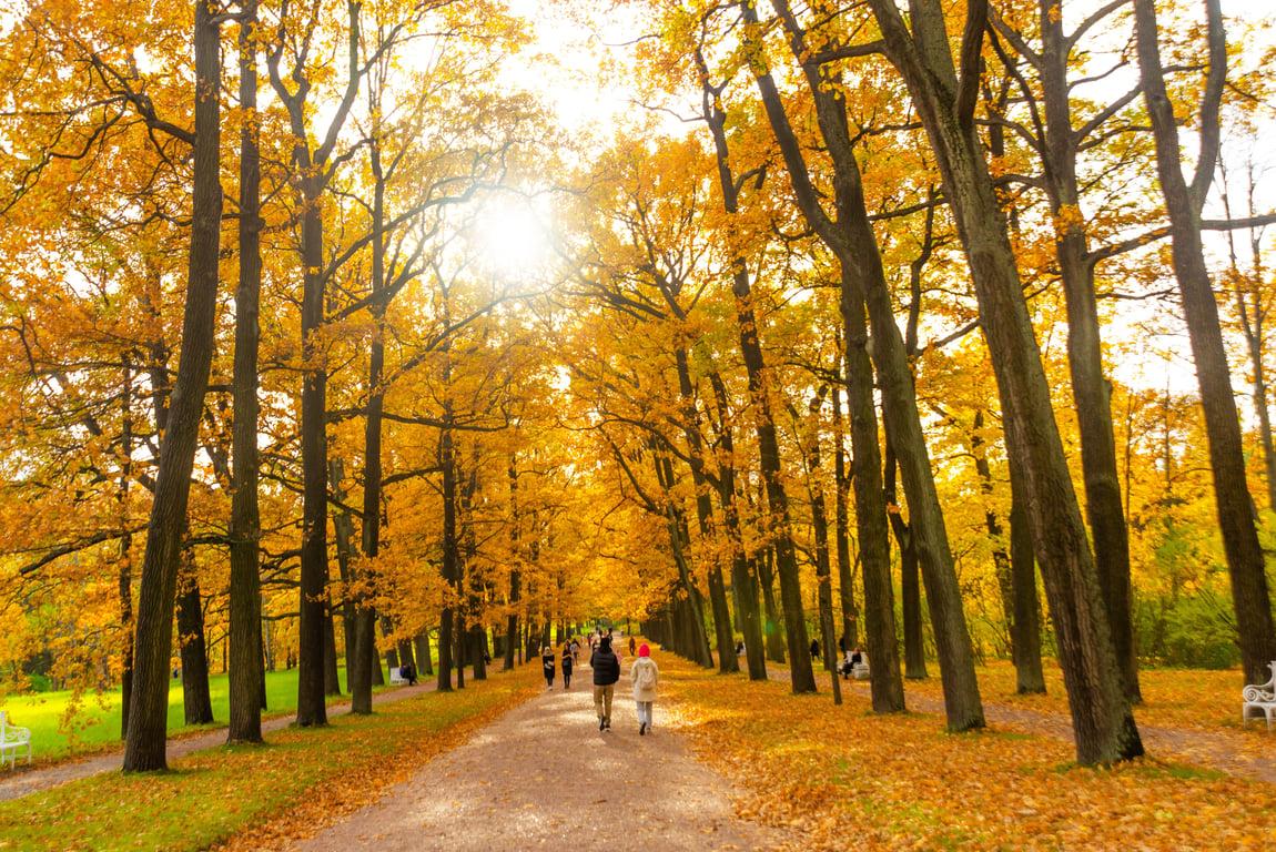 View of Catherine Park in autumn in Tsarskoye Selo in Pushkin.